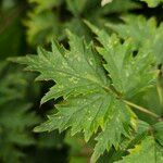 Rubus nemoralis ഇല