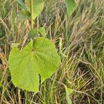 Abutilon mauritianum Ліст