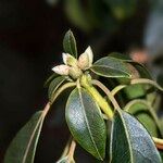 Rhododendron leptothrium Blodyn