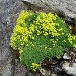 Saxifraga aizoidesFloro