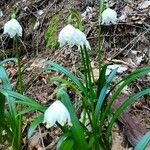 Leucojum vernum花