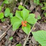 Cornus canadensis Blatt