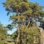 Pinus pinea Rusca