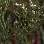 Limonium bellidifolium List