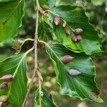 Fagus sylvaticaᱥᱟᱠᱟᱢ