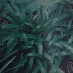 Carex plantaginea Leaf