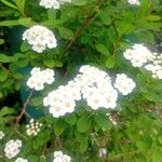 Spiraea nipponica Flor