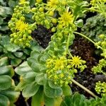 Aeonium undulatum Облик