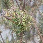 Banksia ericifolia Blad