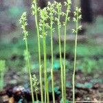 Corallorhiza trifida Habitus