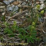 Alchemilla transiens Habit