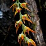 Bulbophyllum calvum