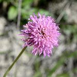 Knautia collinaFlower