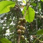 Ficus hookeriana Fruit