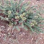 Euphorbia schinzii Habitus