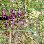 Anacamptis coriophora Flor