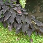 Colocasia esculentaЛист