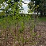 Betula pubescens Habit