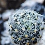 Mammillaria schiedeanaLeaf