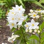 Solanum laxumBlomma