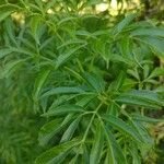 Sambucus canadensisLeaf