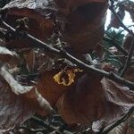 Hamamelis × intermedia Flower