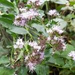 Chromolaena odorata Hábito