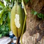 Oncidium sphacelatum Fruit