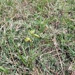 Albuca abyssinica Fruit