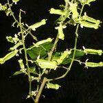 Serjania membranacea Плод