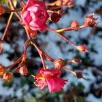 Rosa abietina ফুল