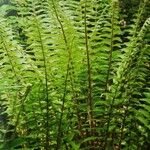 Dryopteris × complexa অভ্যাস