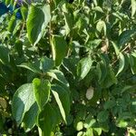 Cornus amomum Leaf