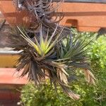 Tillandsia aeranthos 葉