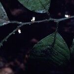 Heisteria cauliflora Цвят