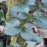 Vinca major Habit