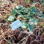 Cyclamen hederifolium 整株植物