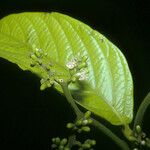 Cordia sagotii Fruit