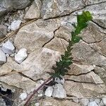 Euphorbia kerneri Leaf