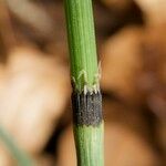 Equisetum × trachyodon Bark