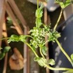 Valerianella locusta Kwiat