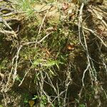 Paspalum repens Hábito