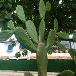 Opuntia triacanthos Folha