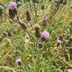 Cirsium arvenseFiore