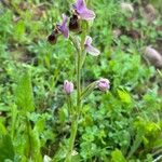 Ophrys tenthredinifera 整株植物