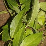 Dalechampia websteri Leaf