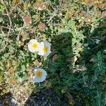 Cistus salviifoliusBlüte