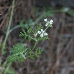 Caucalis platycarpos Fula