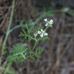 Caucalis platycarpos Blüte