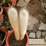 Cleistocactus strausii 葉